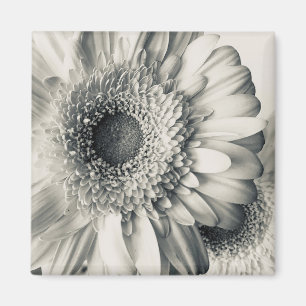 Schwarz-weißes Foto für die Blume Magnet