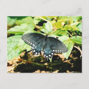 Schwarz-weißes Frack Schmetterling Foto Postkarten