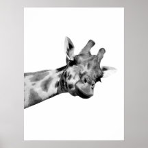 Schwarz-weißes giraffiniertes afrikanisches Pekabo