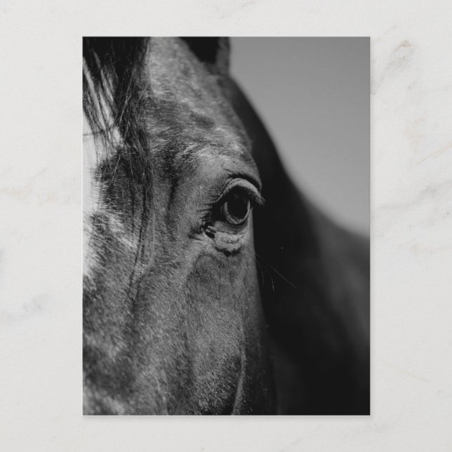 Schwarz-weißes Horseaugenkunstwerk Postkarte (Vorderseite)