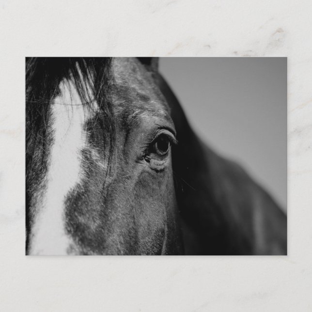 Schwarz-weißes Horseaugenkunstwerk Postkarte (Vorderseite)