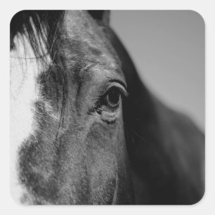 Schwarz-weißes Horseaugenkunstwerk Quadratischer Aufkleber