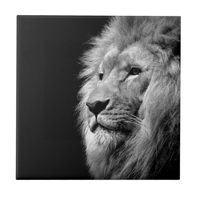 Schwarz-weißes Löwenportrait - Tierfotografie Fliese (Vorderseite)