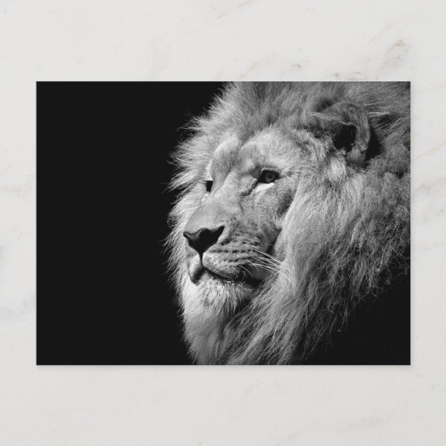 Schwarz-weißes Löwenportrait - Tierfotografie Postkarte (Vorderseite)