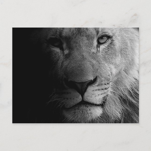 Schwarz-weißes Motivierend Leadership Lion Portrai Postkarte (Vorderseite)