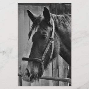 Schwarz-weißes Pferd - Tierfotografie Briefpapier