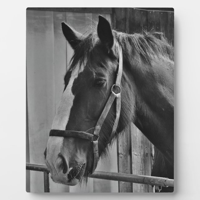 Schwarz-weißes Pferd - Tierfotografie Fotoplatte (Vorderseite)