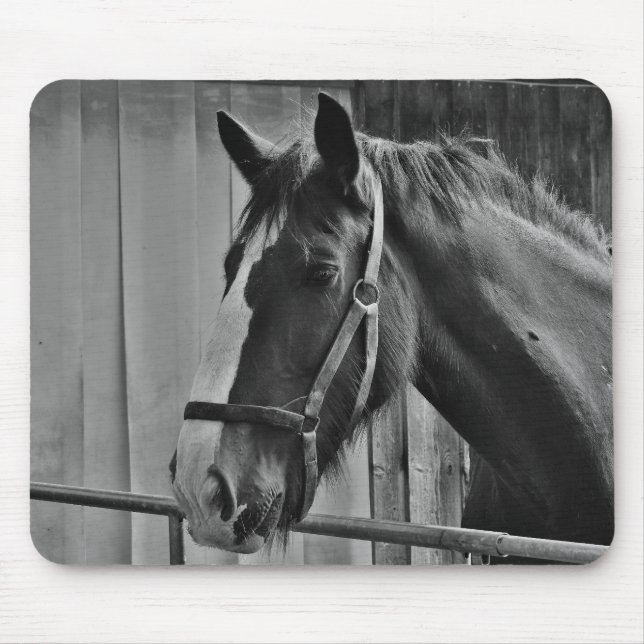 Schwarz-weißes Pferd - Tierfotografie Mousepad (Vorne)