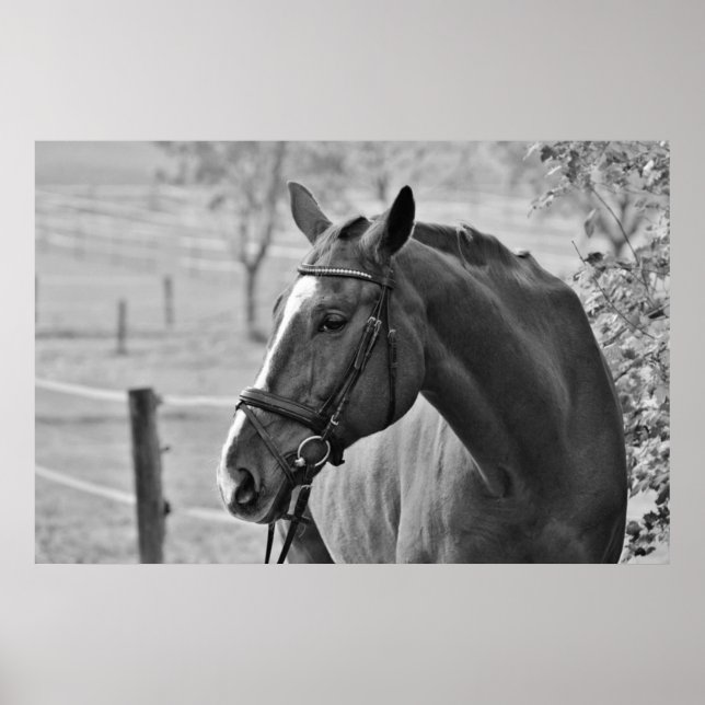 Schwarz-weißes Pferd - Tierfotografie Poster (Vorne)