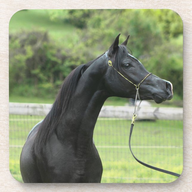 Schwarzaraber auf Untersetzer (Vorderseite)