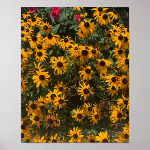 Schwarzaugige Susans Blumen, Floral, Fotografie  Poster
