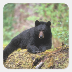 Schwarzbär auf einem alten Baumstamm in der Quadratischer Aufkleber