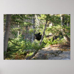Schwarzbär bei Grand Teton Poster