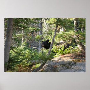 Schwarzbär bei Grand Teton Poster