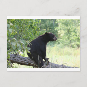 Schwarzbär, der auf Baum sitzt Postkarte
