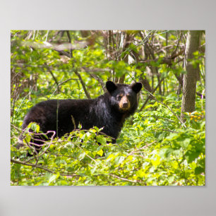 Schwarzbär im Lorbeer Poster