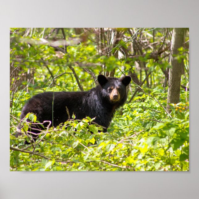 Schwarzbär im Lorbeer Poster (Vorne)