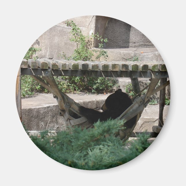 Schwarzbär in der Hammock Magnet (Vorne)