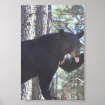 Schwarzbär