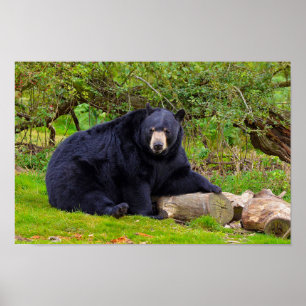 Schwarzbär Poster
