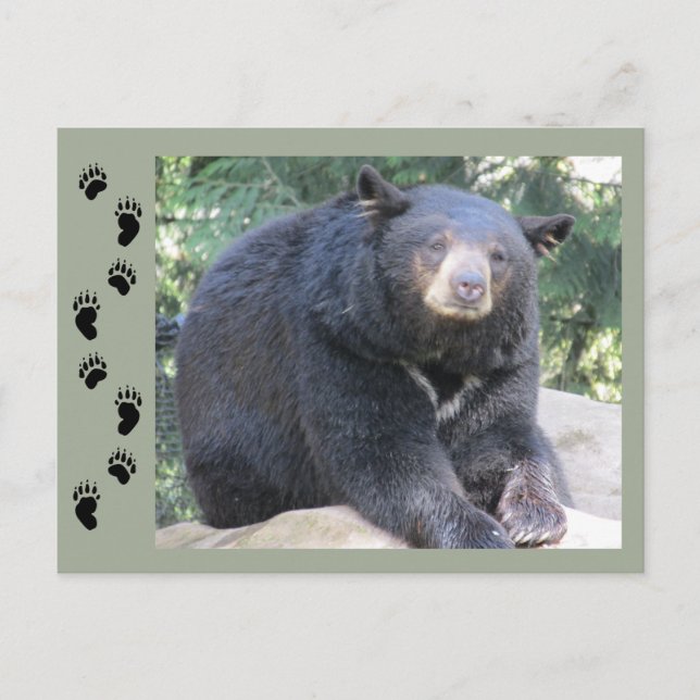 Schwarzbär Postkarte (Vorderseite)