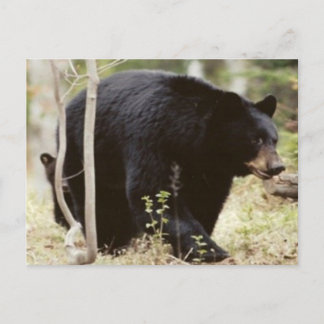Schwarzbär Postkarte