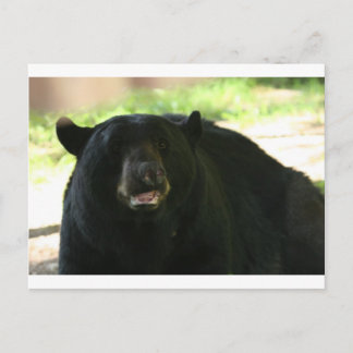Schwarzbär Postkarte