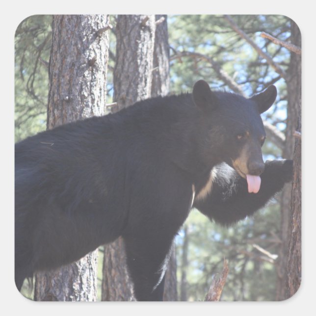 Schwarzbär Quadratischer Aufkleber (Vorderseite)