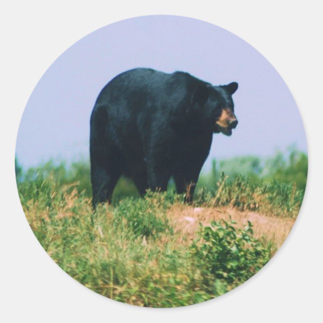 Schwarzbär Runder Aufkleber (Vorderseite)