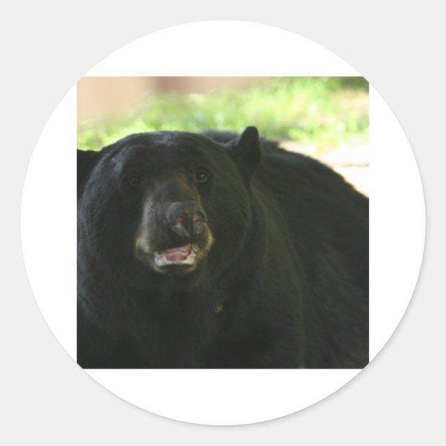Schwarzbär Runder Aufkleber (Vorderseite)