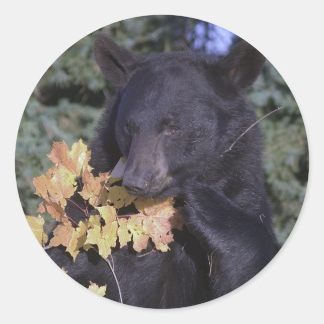 Schwarzbär Runder Aufkleber (Vorderseite)