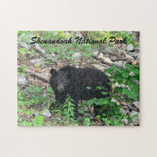 Schwarzbär Shenandoah Nationalpark Virginia