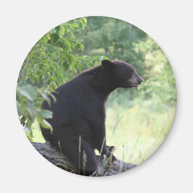 Schwarzbär sitzend Baum Magnet (Vorne)