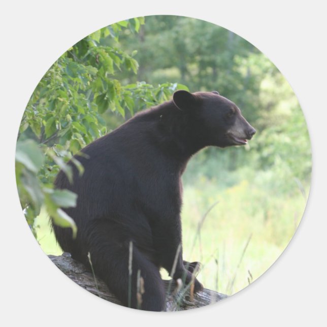 Schwarzbär sitzend Baum Runder Aufkleber (Vorderseite)