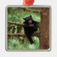 Schwarzbär, Ursus americanus, cub in einem Baum
