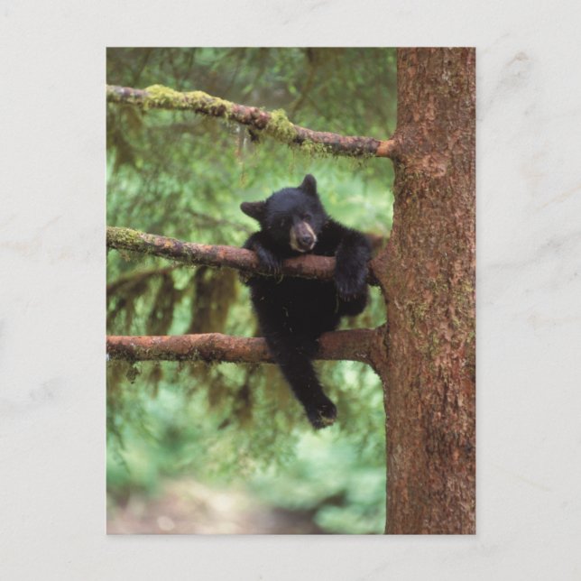 Schwarzbär, Ursus americanus, cub in einem Baum Postkarte (Vorderseite)