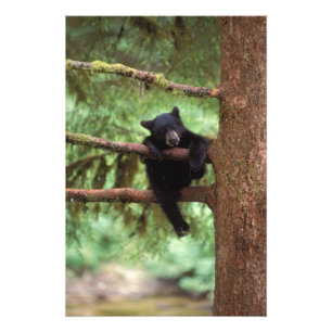 Schwarzbär, Ursus americanus, Jungtier in einem Ba Fotodruck