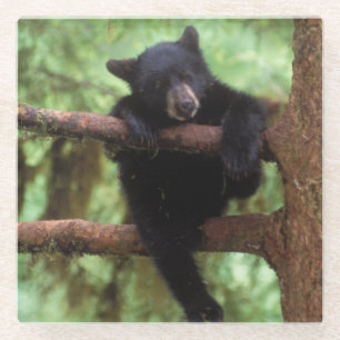 Schwarzbär, Ursus americanus, Jungtier in einem Ba Glasuntersetzer