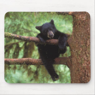 Schwarzbär, Ursus americanus, Jungtier in einem Ba Mousepad