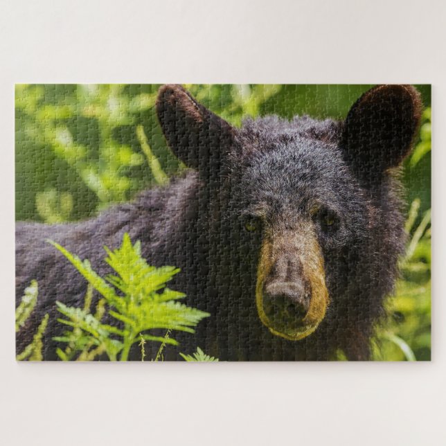 Schwarzbären. (Horizontal)