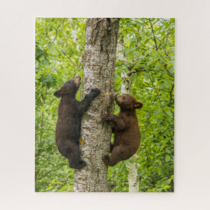 Schwarzbärenjunge klettern auf einen Baum