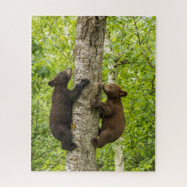 Schwarzbärenjunge klettern auf einen Baum (Vertikal)