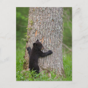 Schwarzbärenkuppe   Große Smokygebirge Postkarte