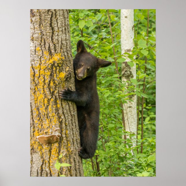 Schwarzbärenkuppe | Minnesota Poster (Vorne)