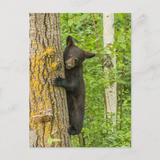 Schwarzbärenkuppe | Minnesota Postkarte (Vorderseite)