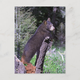 Schwarzbärenkuppe Postkarte