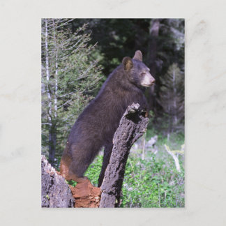 Schwarzbärenkuppe Postkarte