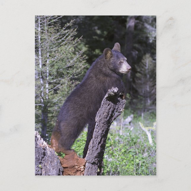 Schwarzbärenkuppe Postkarte (Vorderseite)