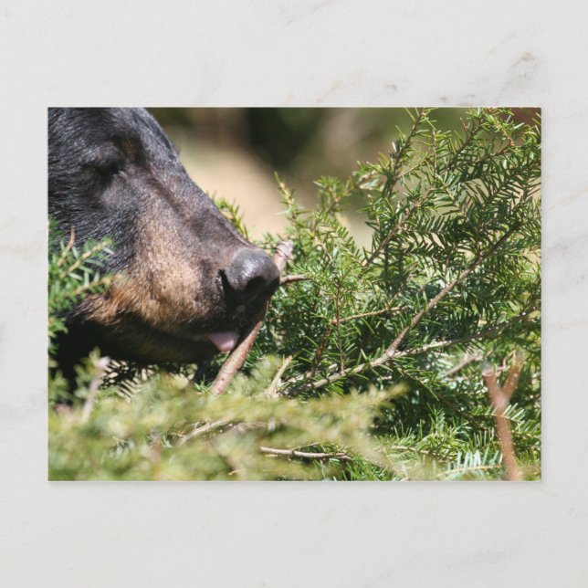 Schwarzbärenpostkarte Postkarte (Vorderseite)