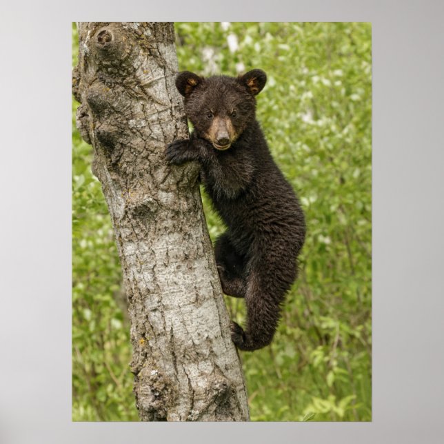 Schwarzbärjunges im Baum Poster (Vorne)